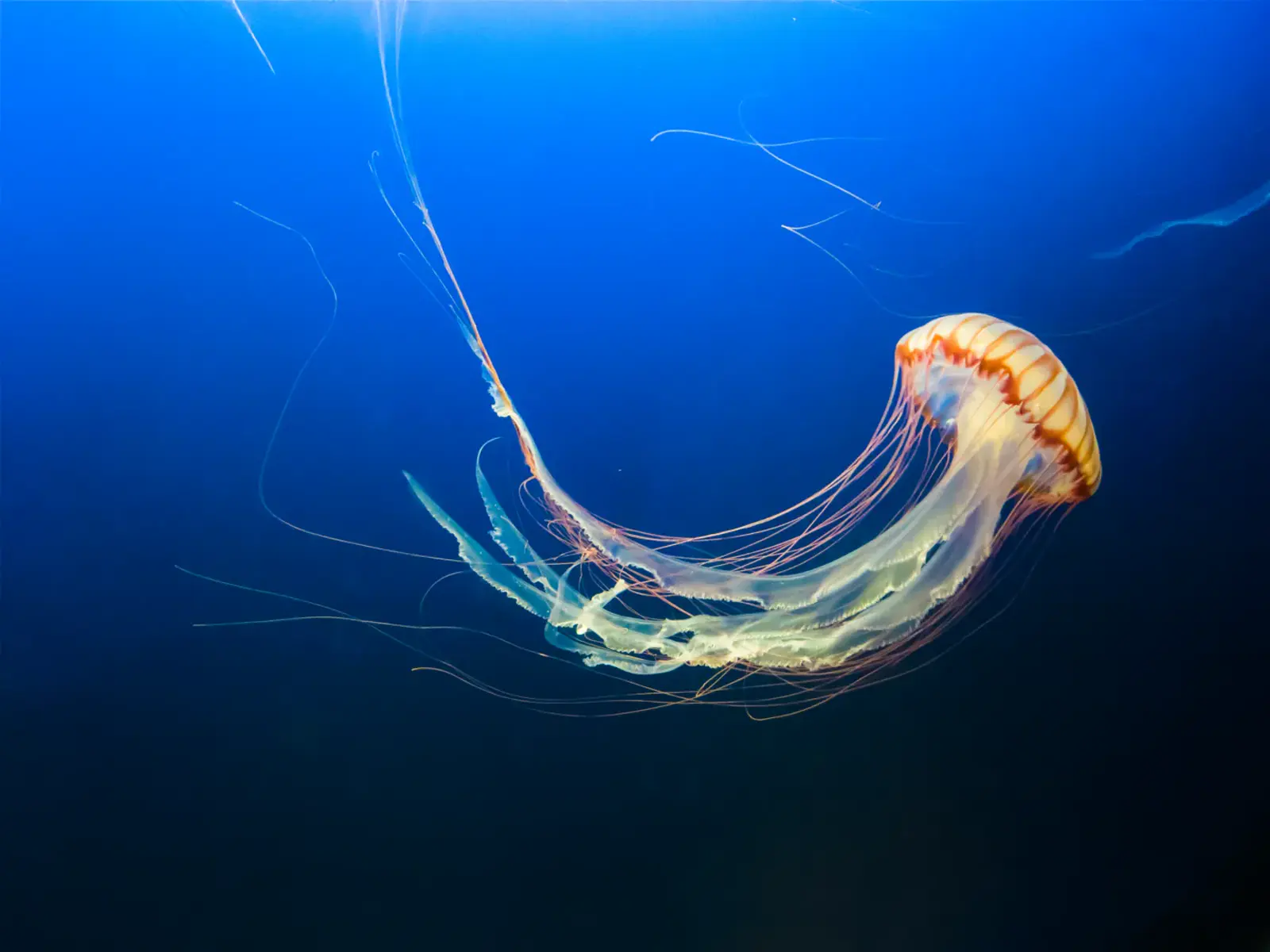 Acquario di Genova