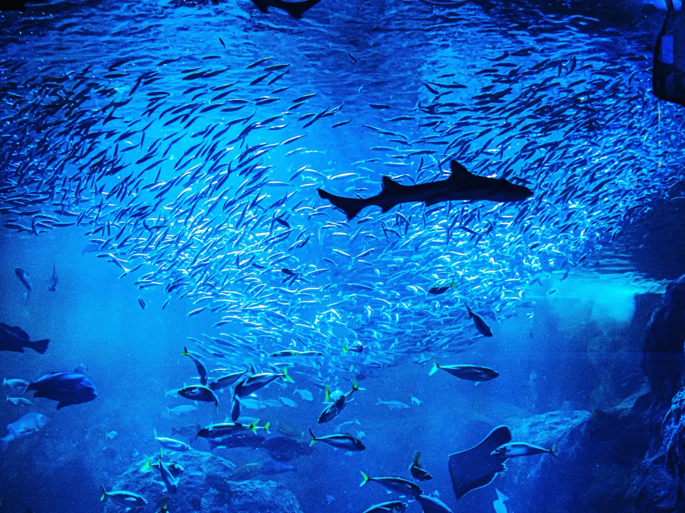 Acquario di Genova