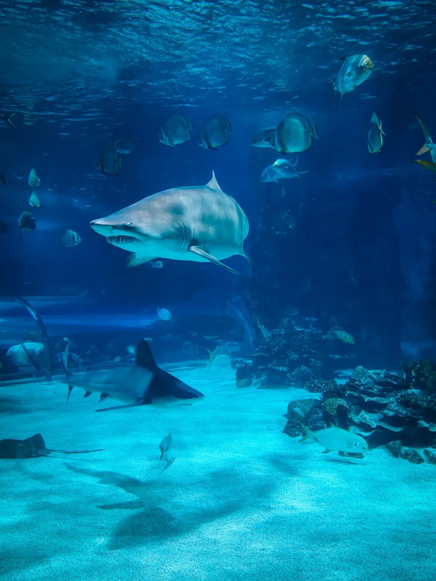 Acquario di Genova