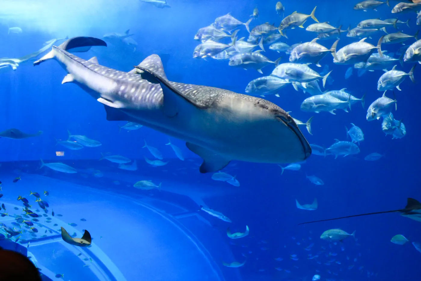 Acquario di Genova